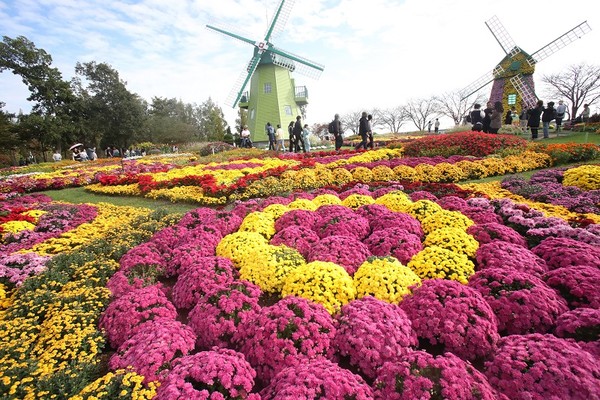 순천만국제정원박람회장 네덜란드 정원을 찾은 관람객들이 파란 가을하늘아래 국화꽃을 만끽하고 있다. (뉴스1)